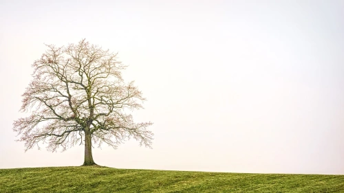 Μοναξιά και εΘισμός